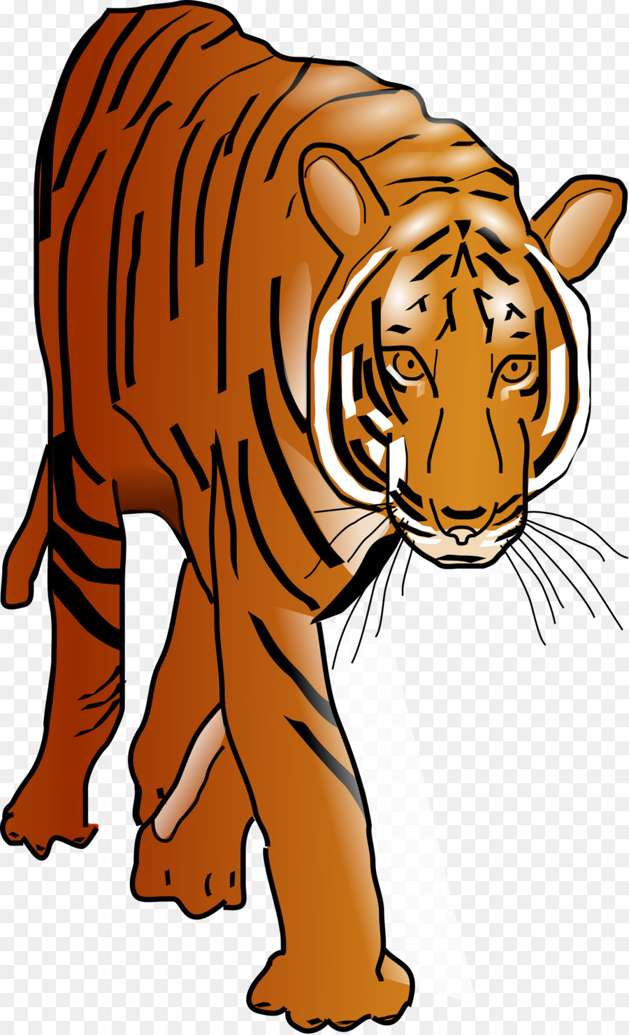 Dessin De Tigre，Rayures PNG