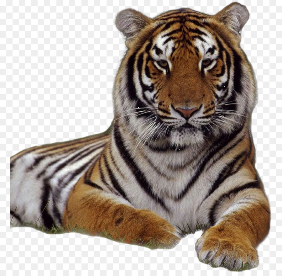 Tiger Fonds Decran Tigre Du Bengale Le Papier Peint Du Bureau Png Tiger Fonds Decran Tigre Du Bengale Le Papier Peint Du Bureau Transparentes Png Gratuit