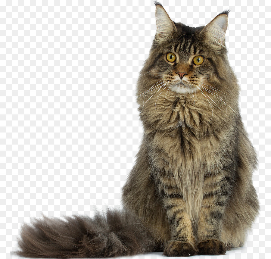 Le Maine Coon Angora Turc Raquettes Chat Png Le Maine Coon Angora Turc Raquettes Chat Transparentes Png Gratuit