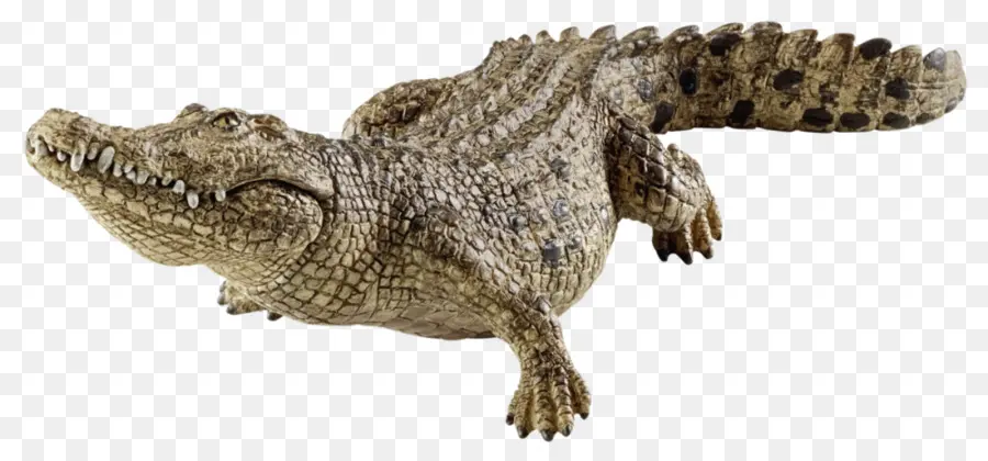 Crocodile，Reptile PNG