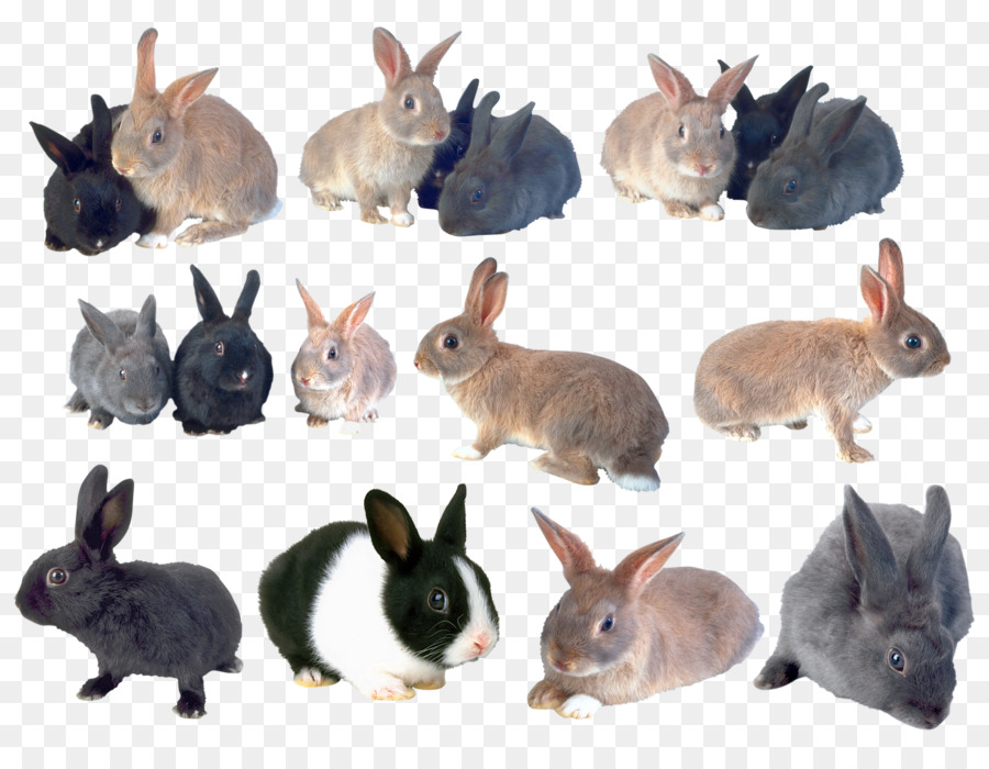 Lapins，Lapin PNG