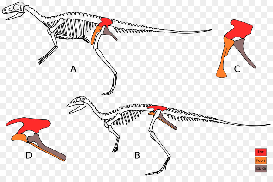 Eoraptor Lunensis，Lesothosaurus PNG