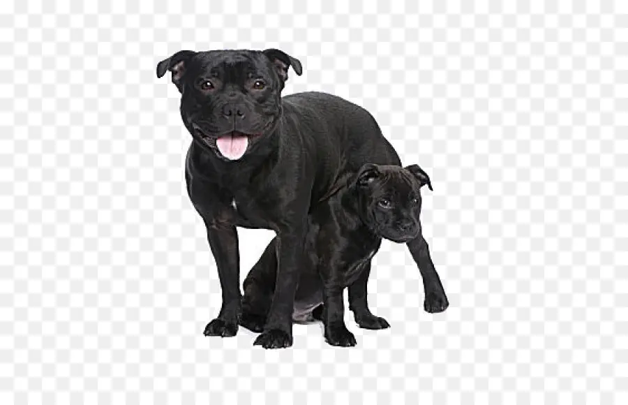 Chiens Noirs，Chiot PNG