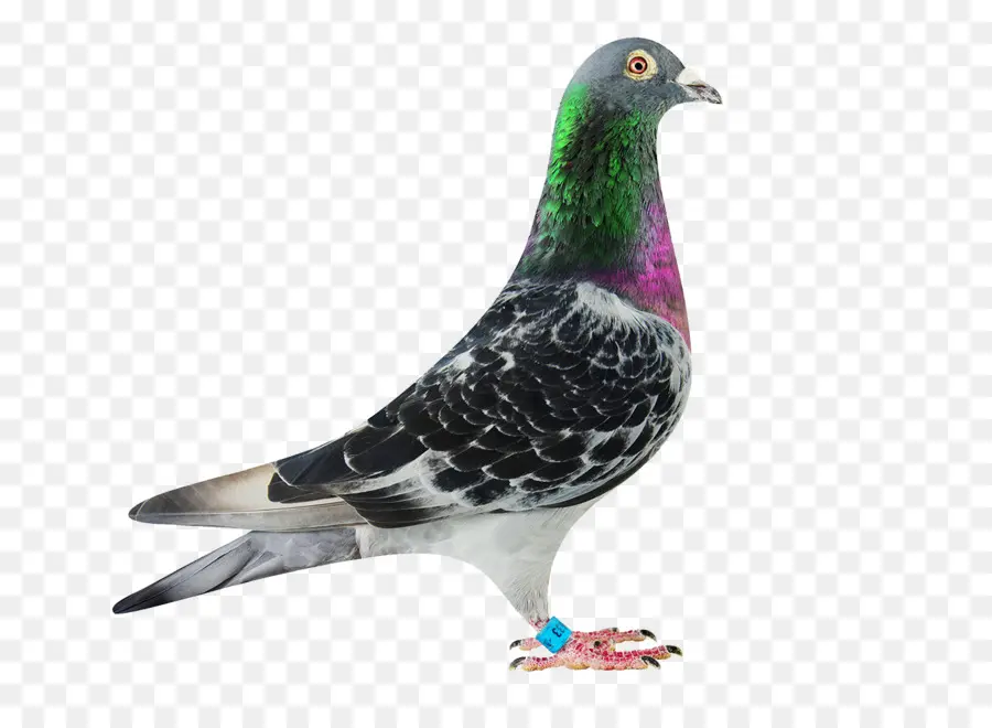 Pigeon，Colombe PNG