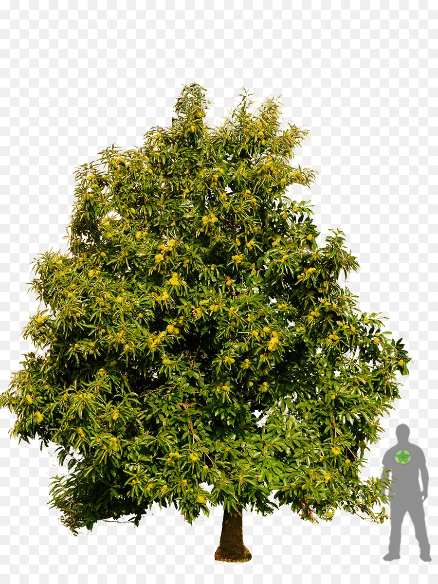 Arbre，Feuilles PNG