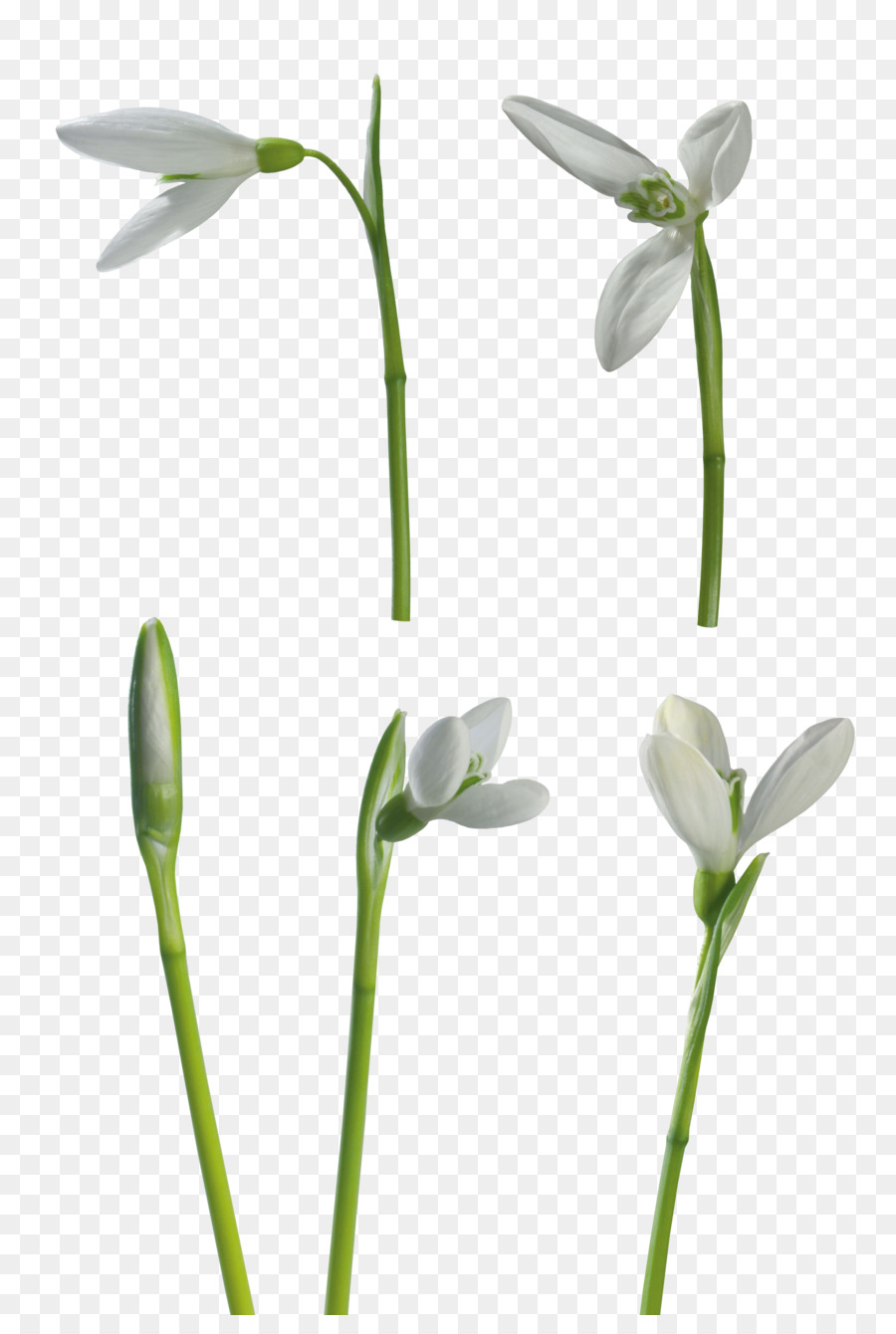 Perce Neige，Blanc PNG