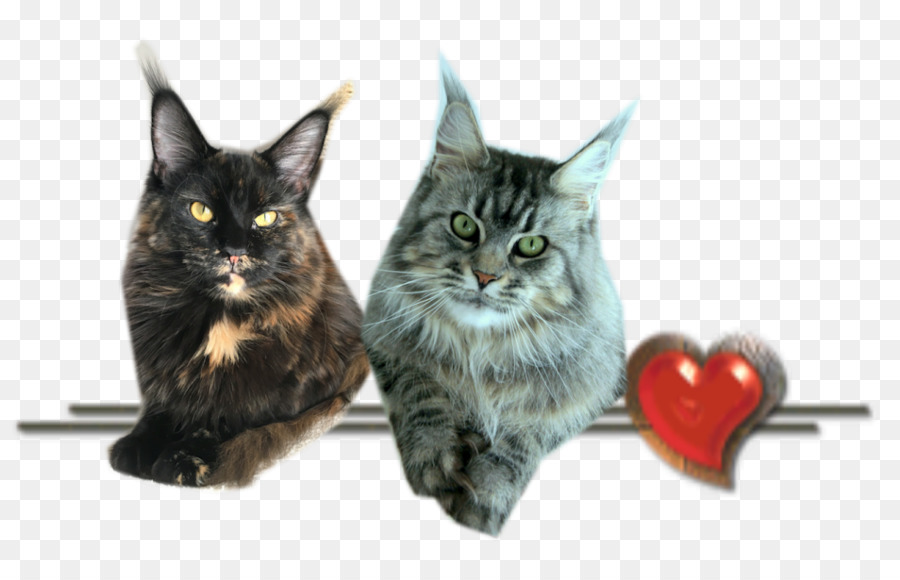 Chats，Animaux De Compagnie PNG