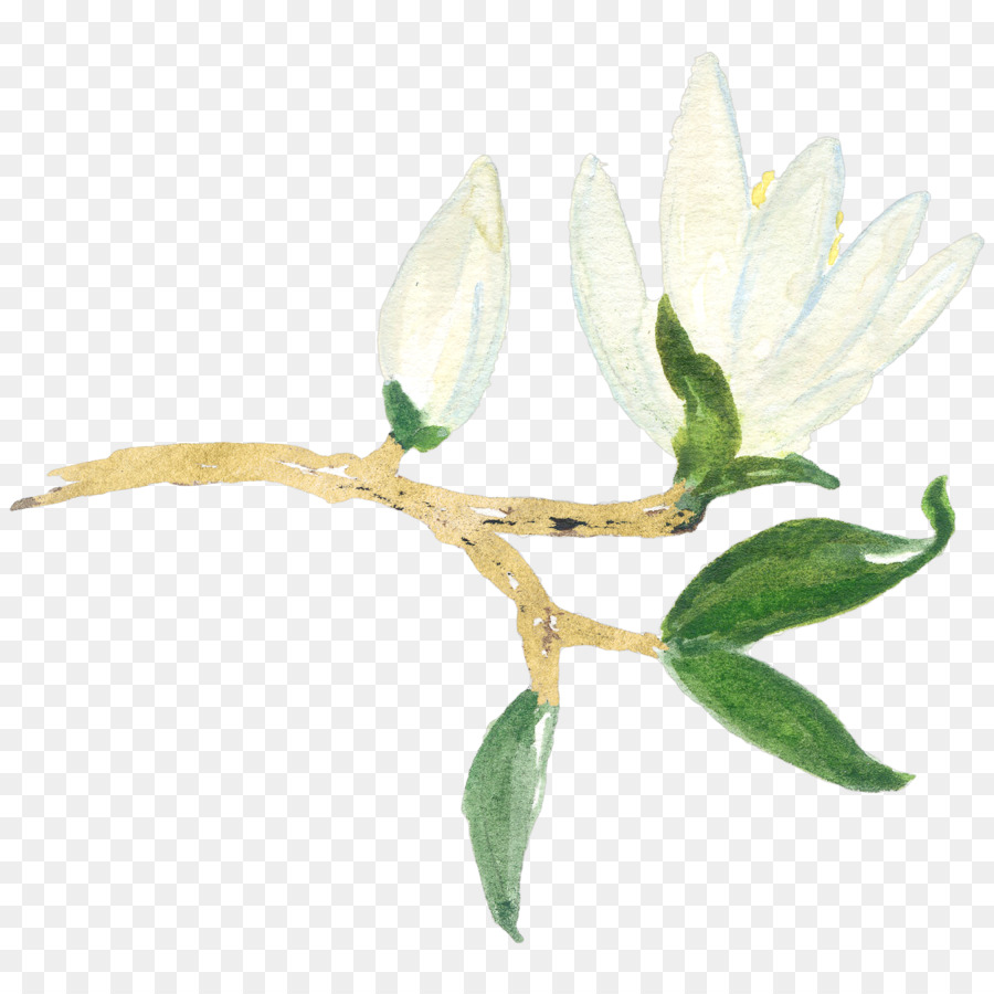 Magnolia，Youtube PNG