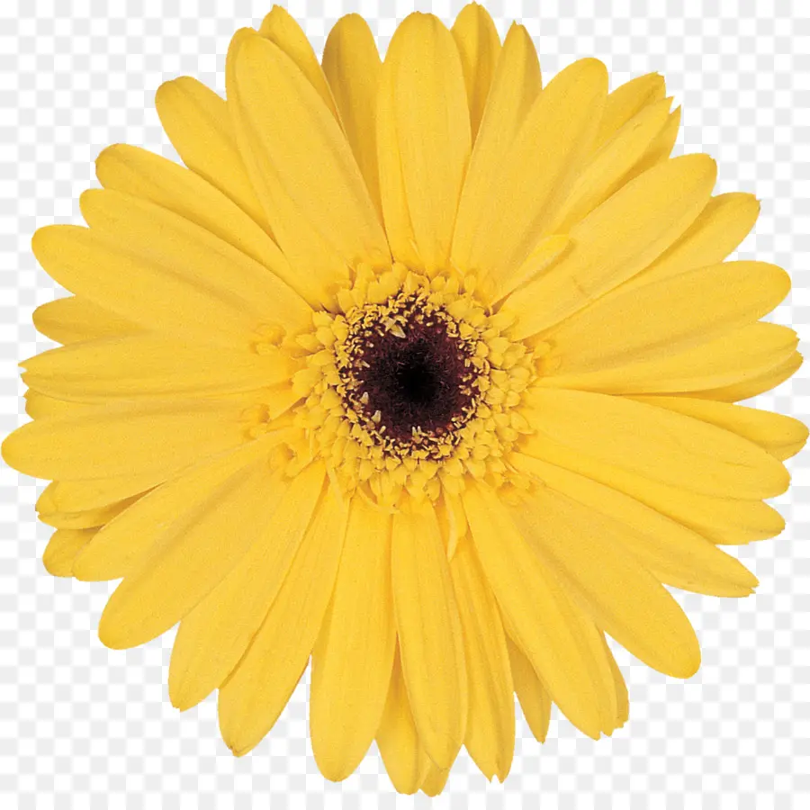 Fleur，Jaune PNG