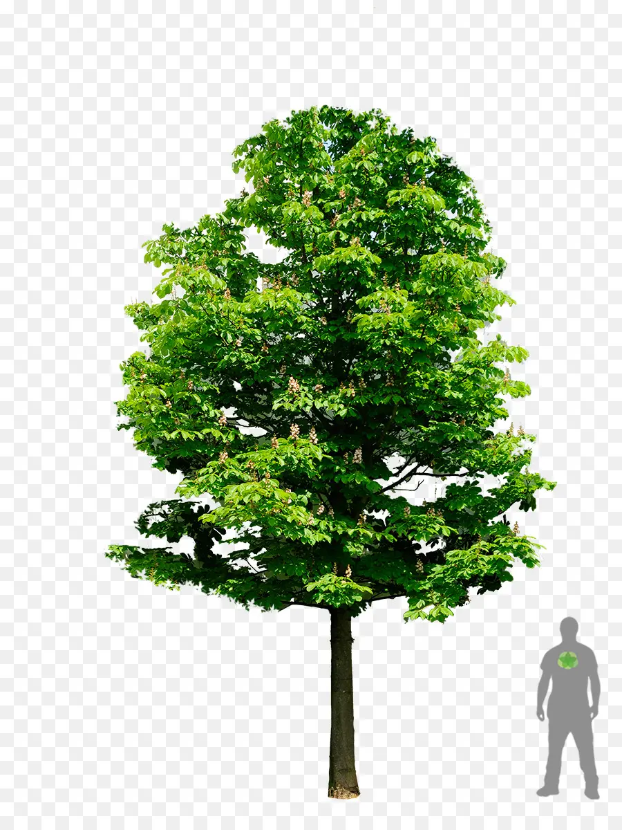 Arbre，Usine PNG