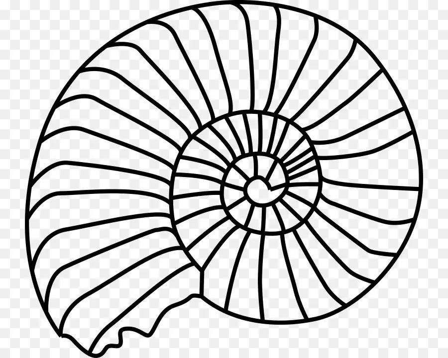 Les Ammonites，Fossiles PNG