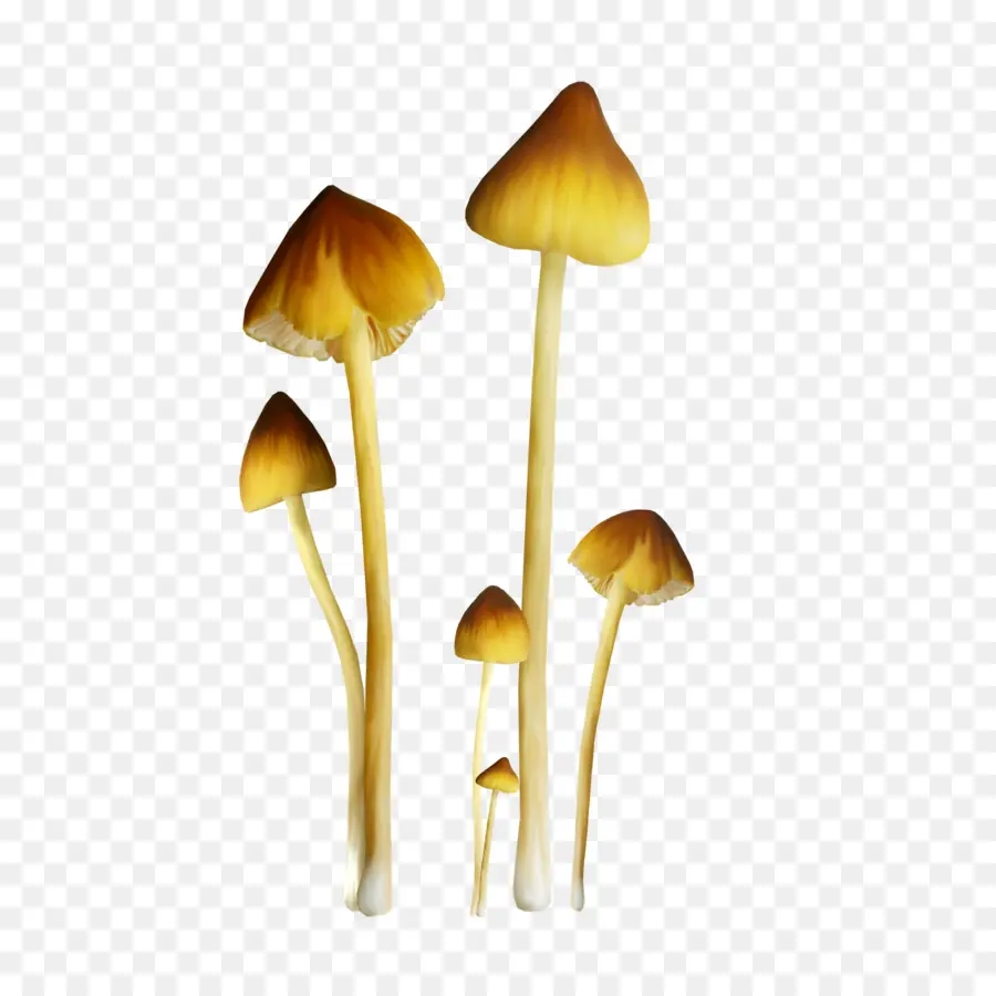 Champignons，Brun PNG