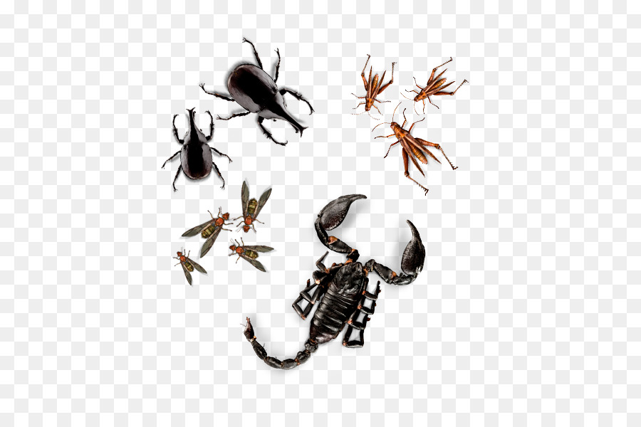 Les Insectes，La Reine Fourmi PNG