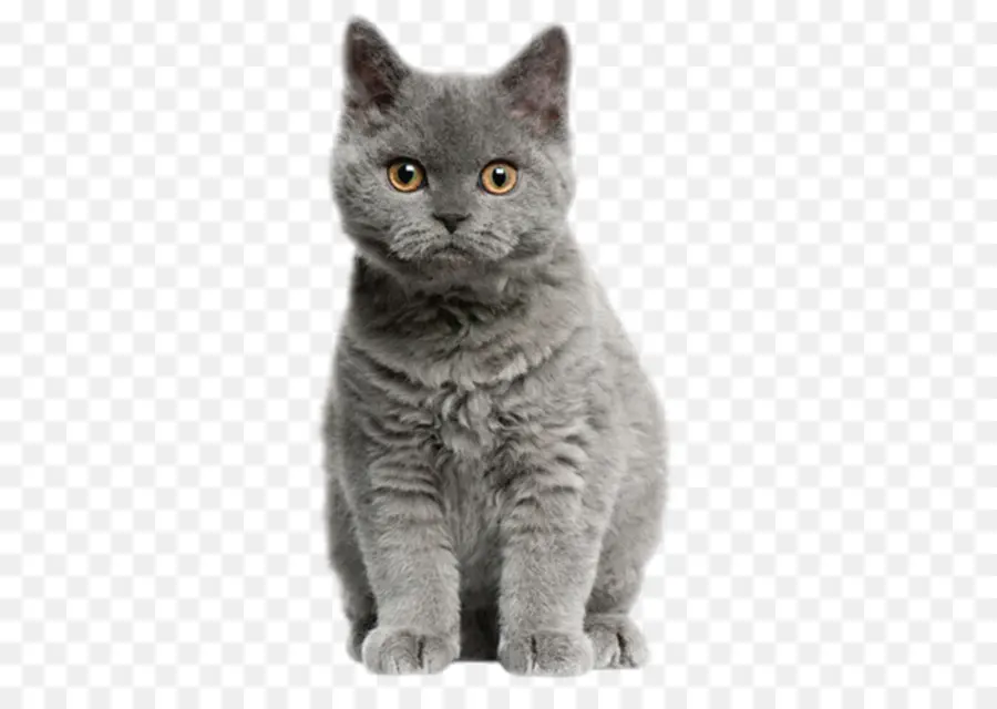 Chat Gris，Animal De Compagnie PNG