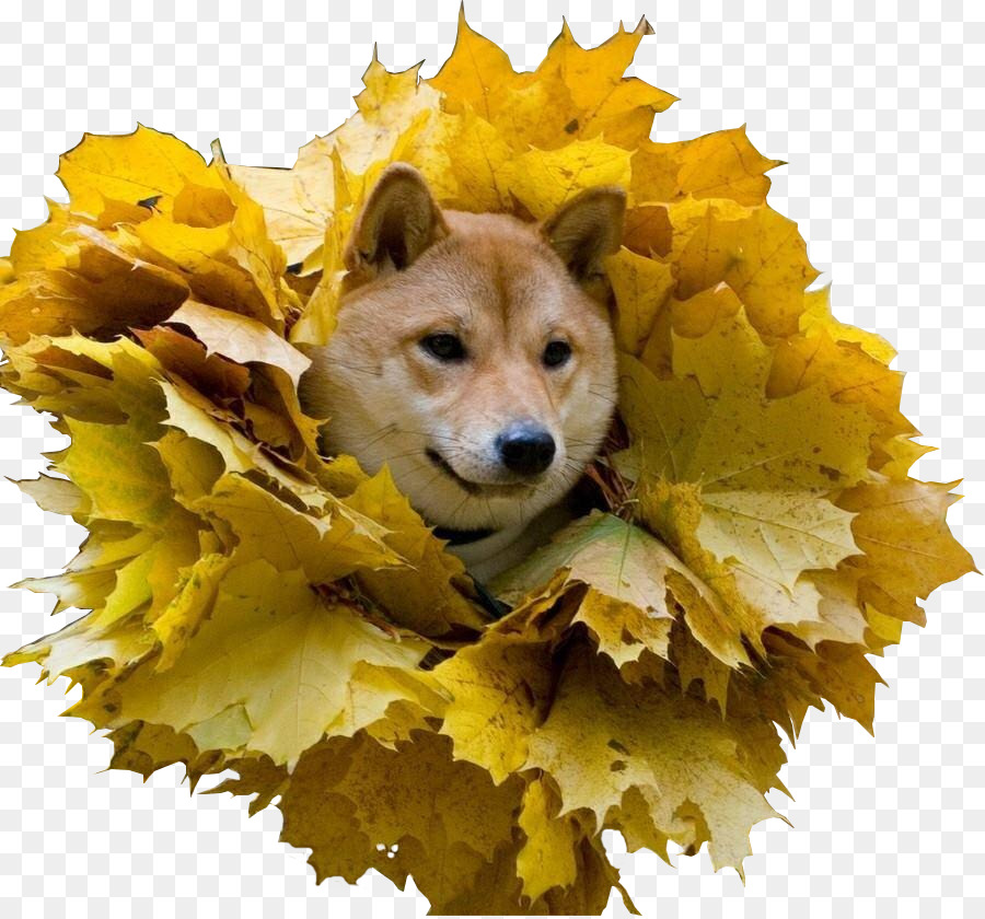 Chien Dans Les Feuilles，Automne PNG