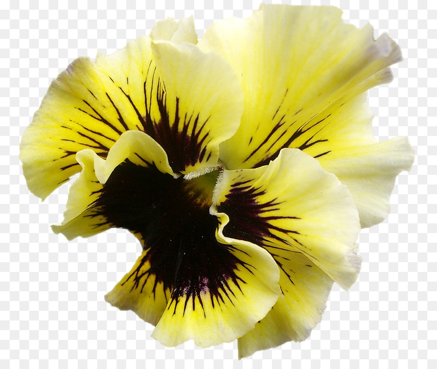 Fleur，Fleurir PNG