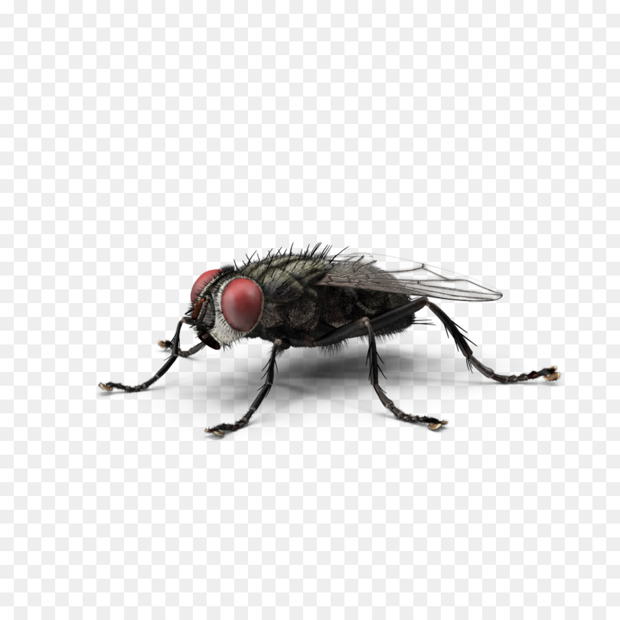 mouche les insectes mouche domestique png mouche les insectes mouche domestique transparentes png gratuit insectes mouche domestique png