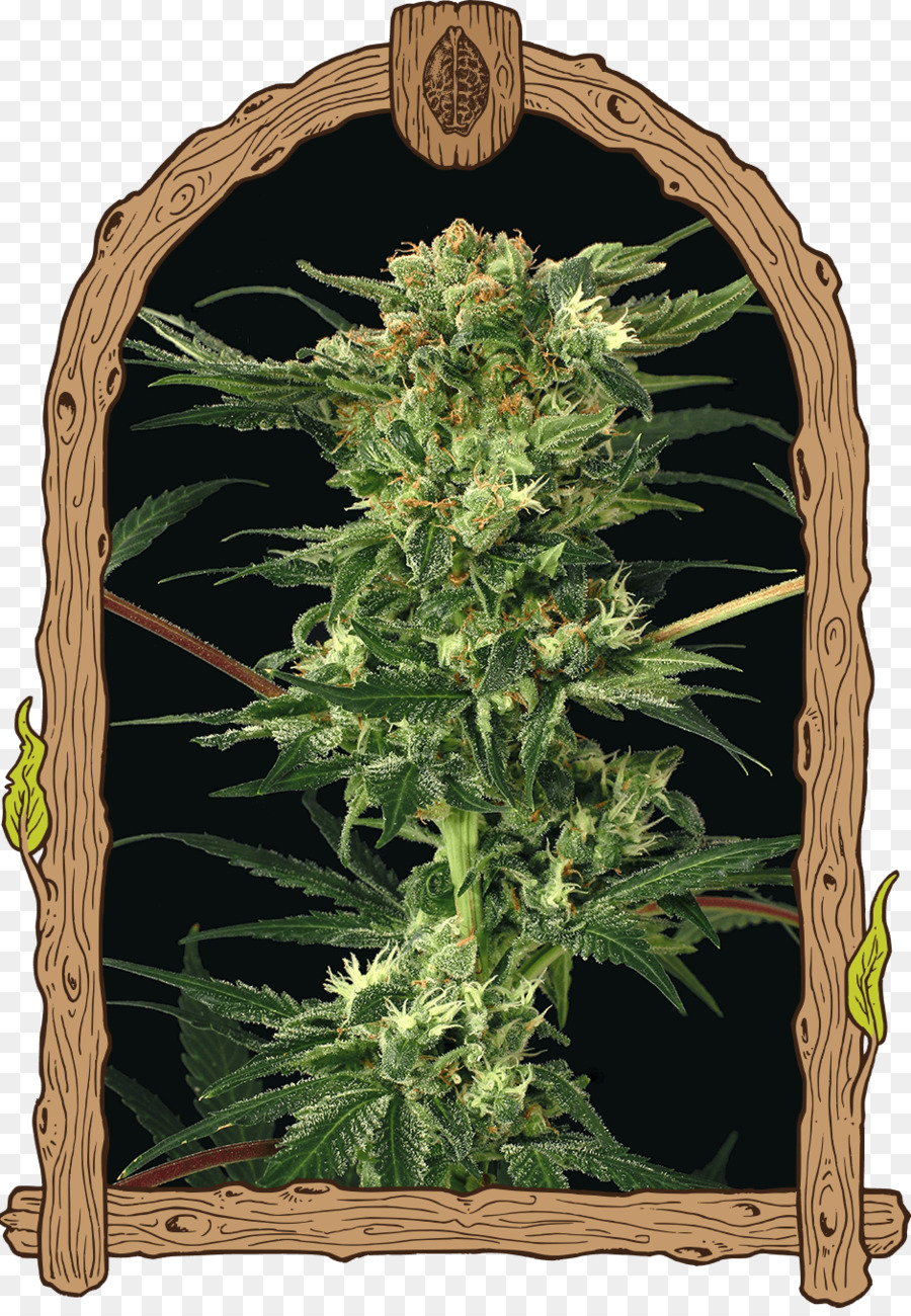 Kush，Le Cannabis PNG
