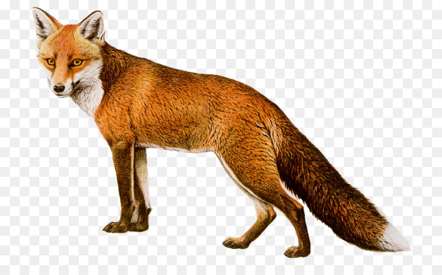 Fox，La Résolution De L Image PNG
