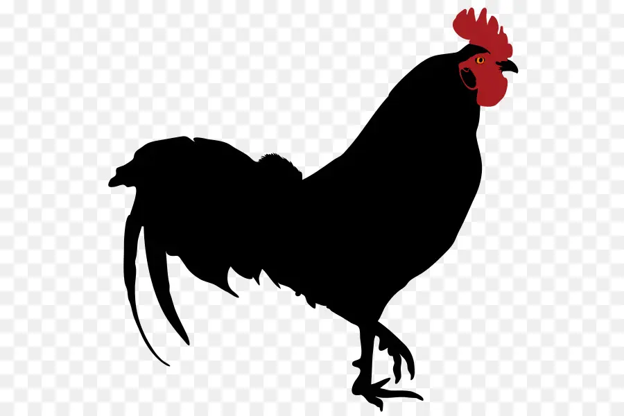 Silhouette De Poulet，Oiseau PNG