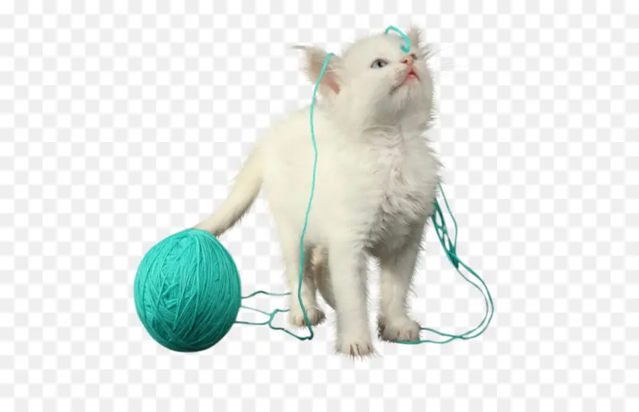 Chaton Blanc Avec Du Fil，Chat PNG