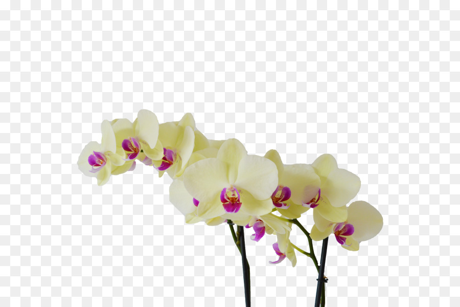 Fleurs Jaunes，Fleurir PNG