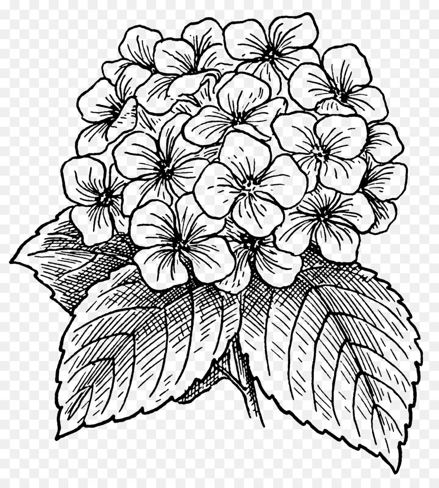 Hortensia，Fleurir PNG