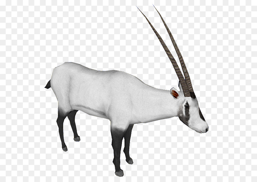 Gazelle，Antilope PNG