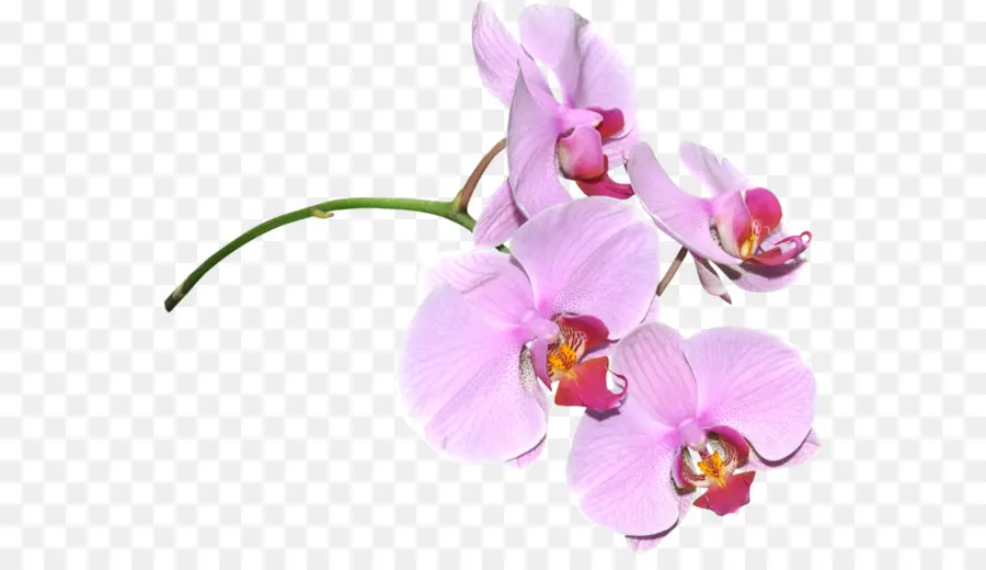 Orchidée，Floraison PNG