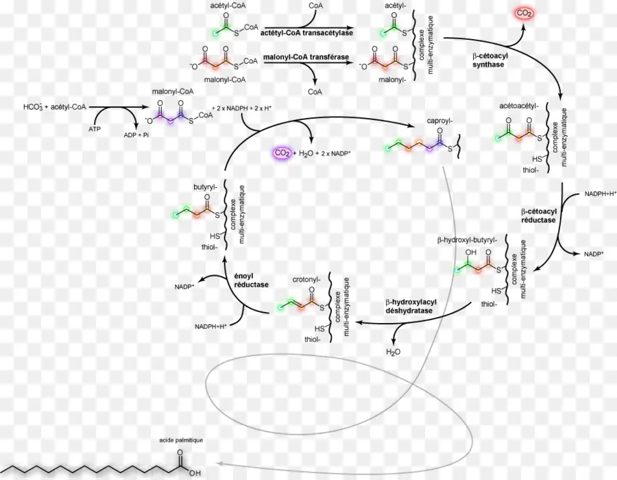 La Lipogenèse，La Synthèse Des Acides Gras PNG