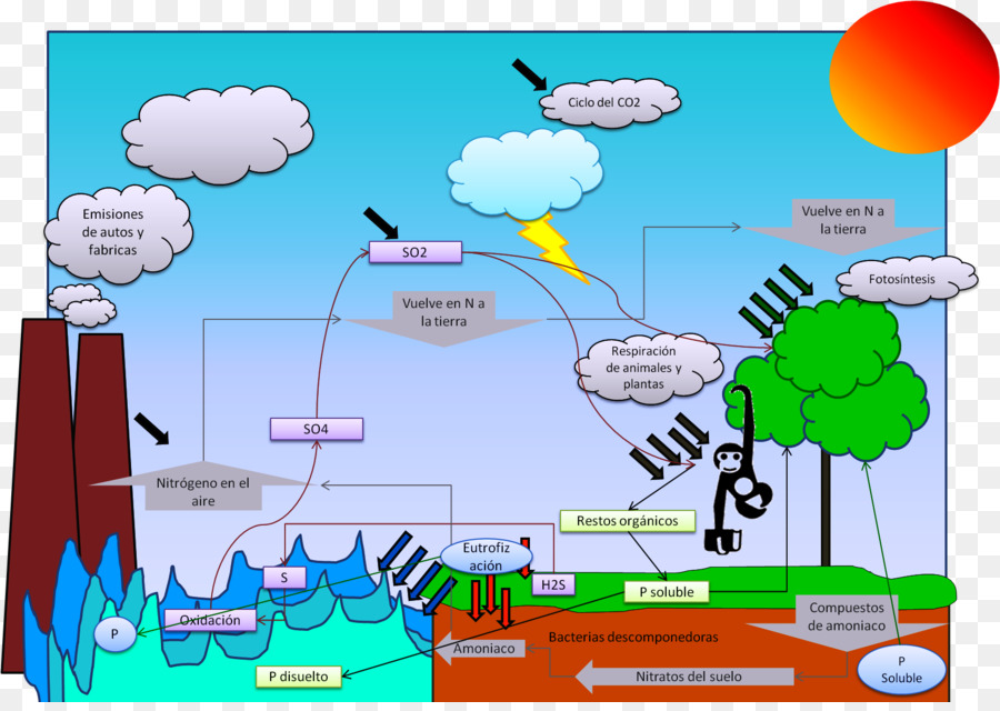 Cycle Biogéochimique，Biogéochimie PNG