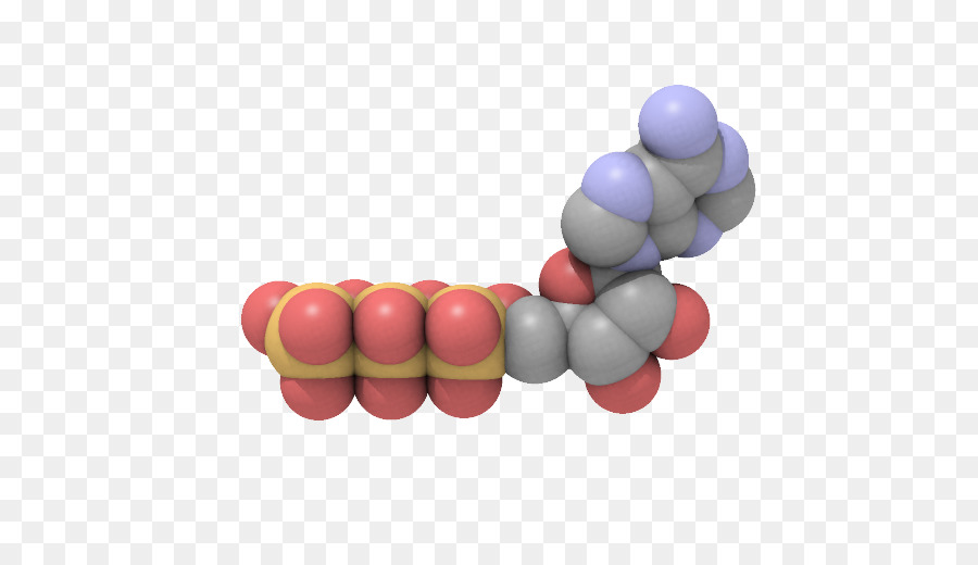 L'adénosine Triphosphate，énergie PNG