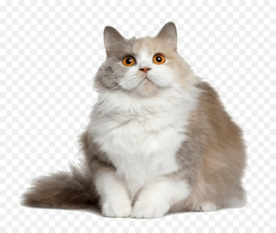 Chat Blanc，Félin PNG