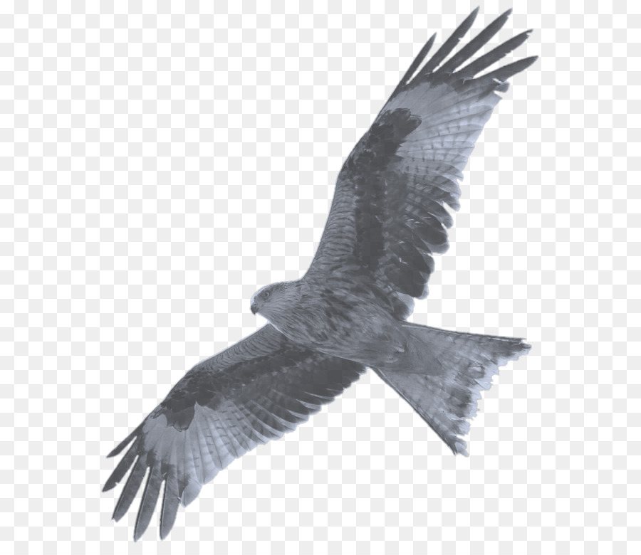 Le Pygargue à Tête Blanche，Hawk PNG