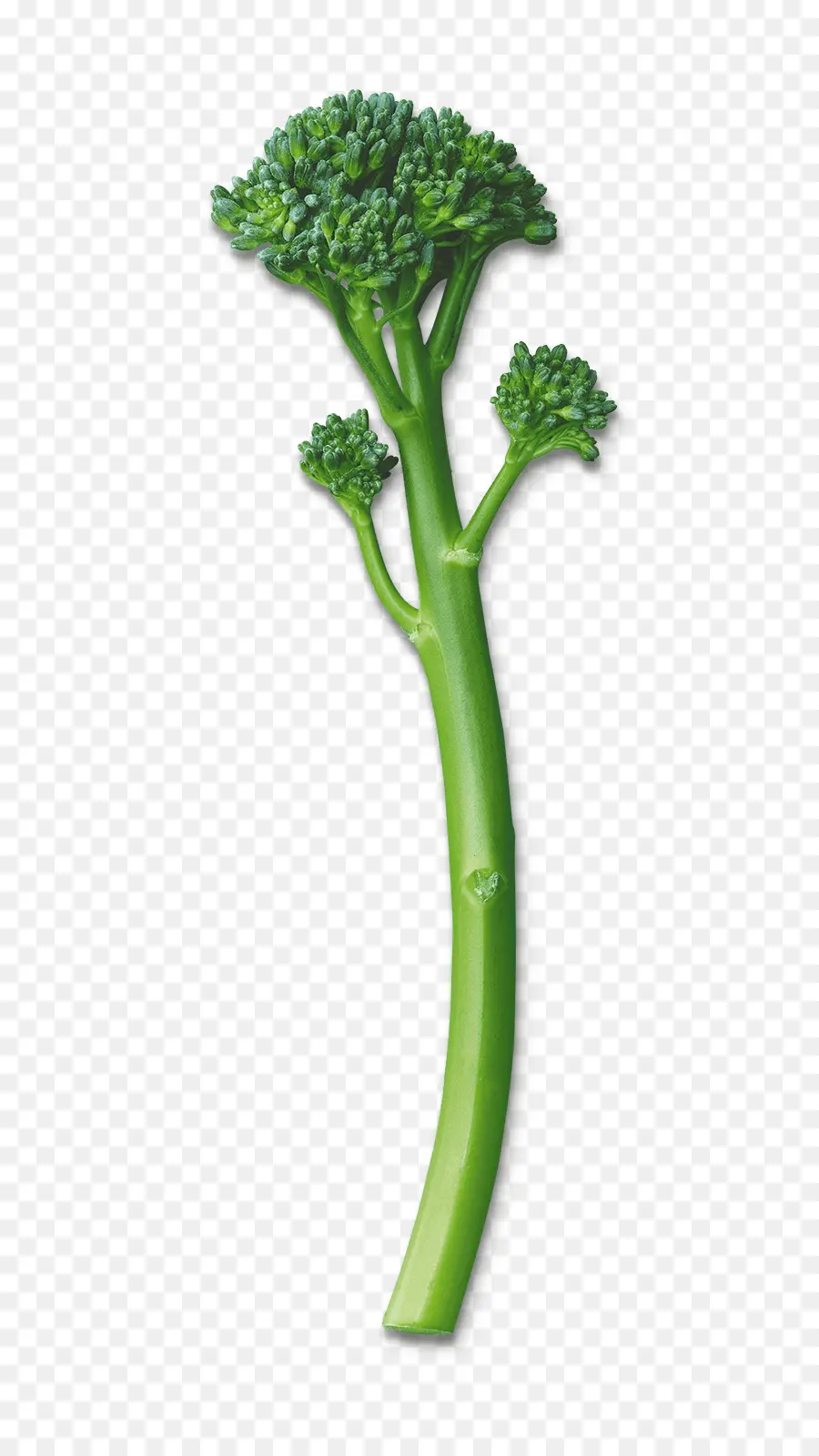 Brocoli，Vert PNG