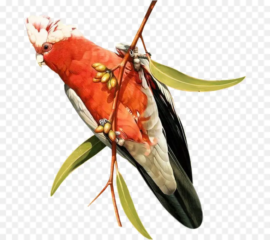 Oiseau Rouge，Bifurquer PNG