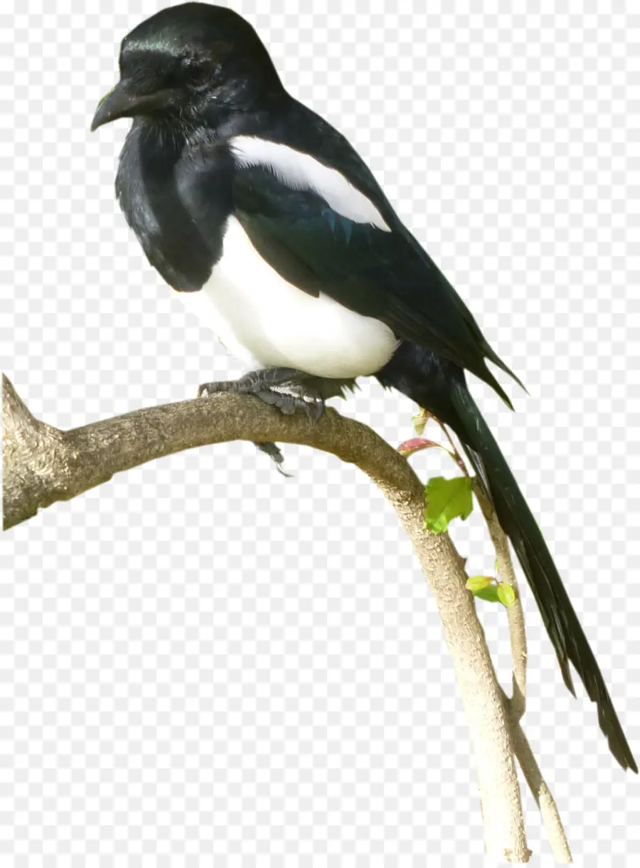 Oiseau Noir Et Blanc，Pie PNG