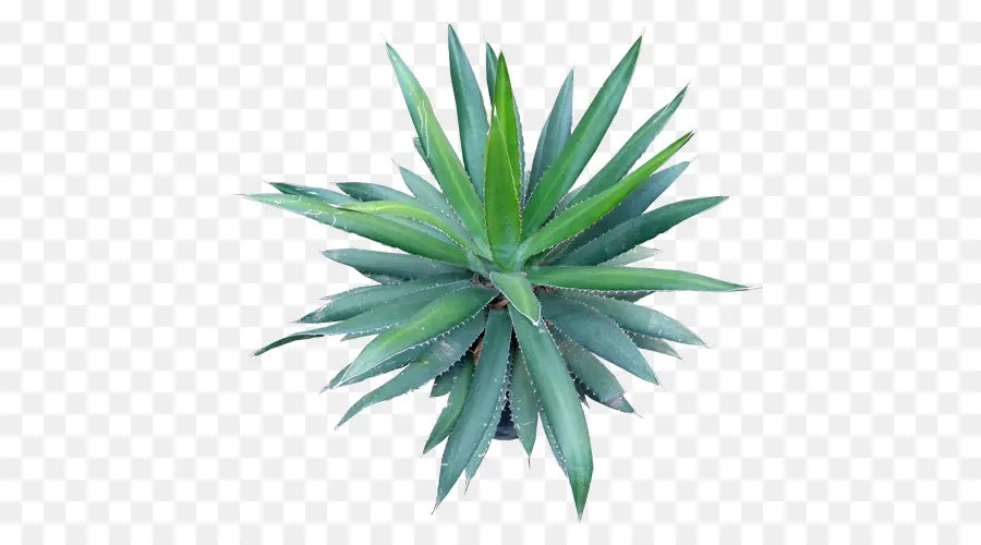 Agave Azul，Agave Angustifolia PNG