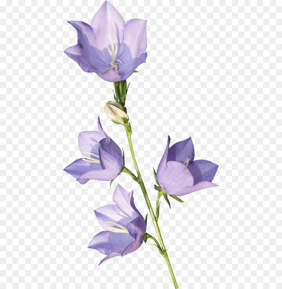 La Campanule, Fleur, Violet PNG - La Campanule, Fleur, Violet transparentes  | PNG gratuit
