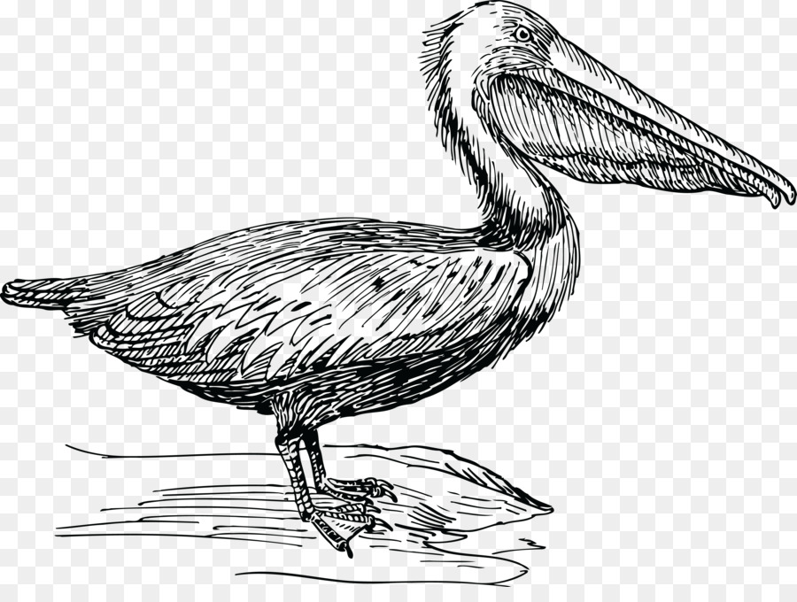 Pelican，Dessin PNG