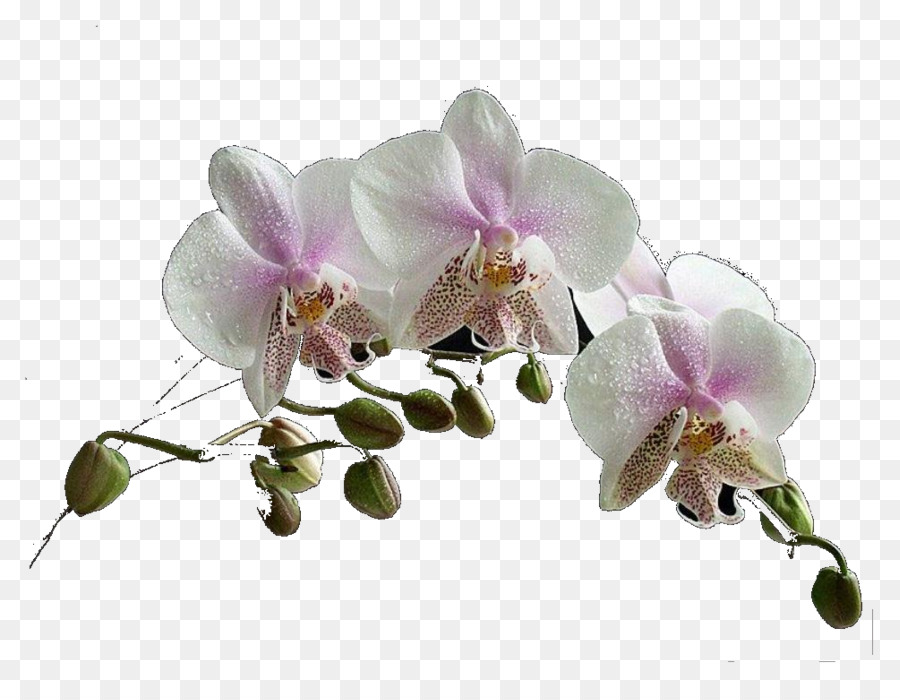 Teigne Des Orchidées，Fleur PNG