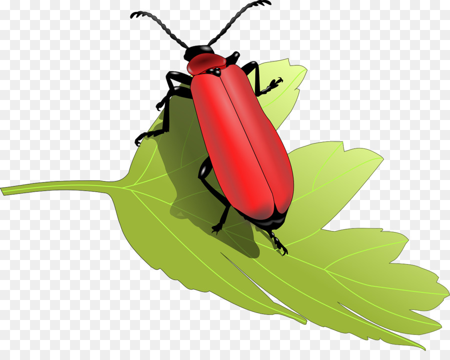 Coléoptère Rouge Sur Feuille，Insecte PNG