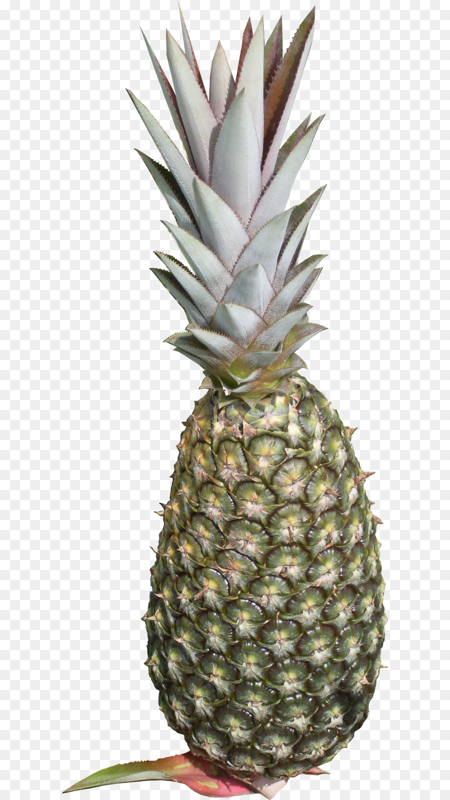 Ananas Bleu，Fruit PNG