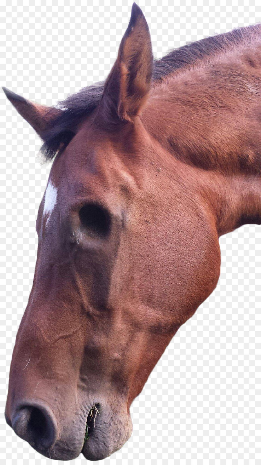 Cheval，Chat Grincheux PNG