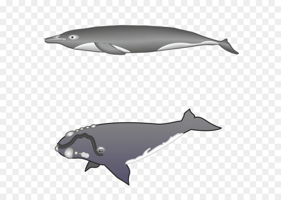 Tucuxi，Roughtoothed Dauphin PNG