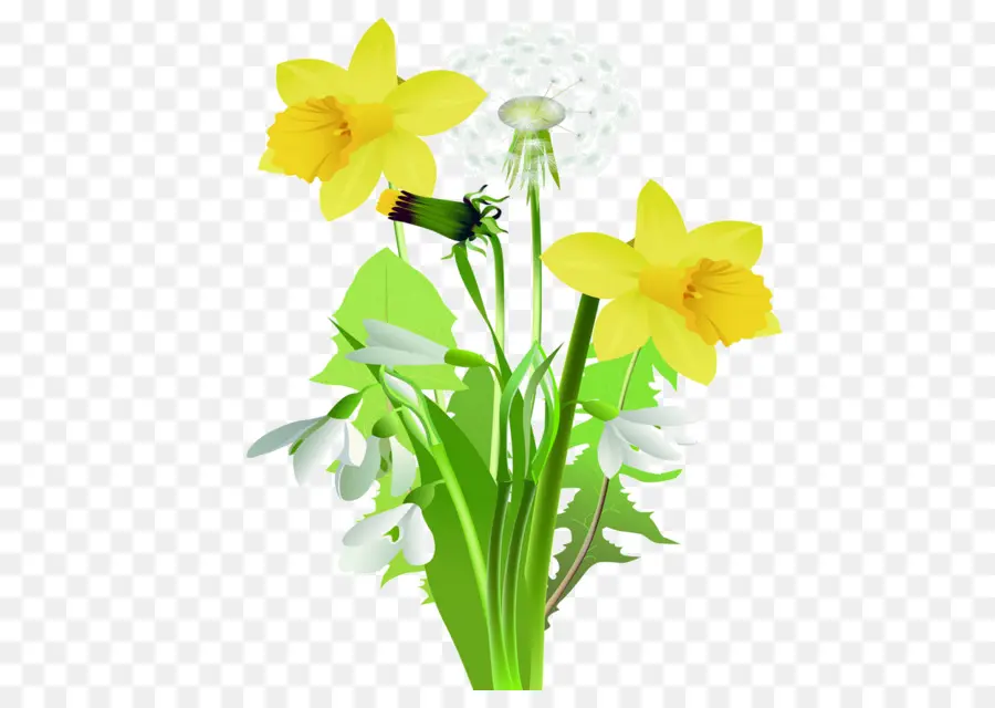 Jonquilles Jaunes，Feuilles Vertes PNG