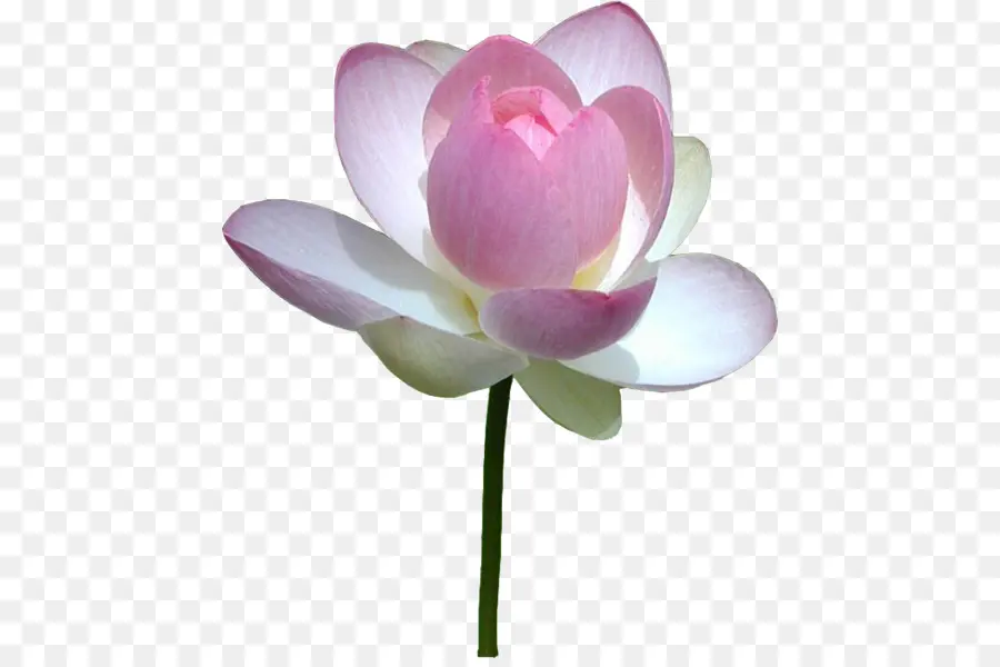 Bourgeon De Lotus Rose，Floraison PNG