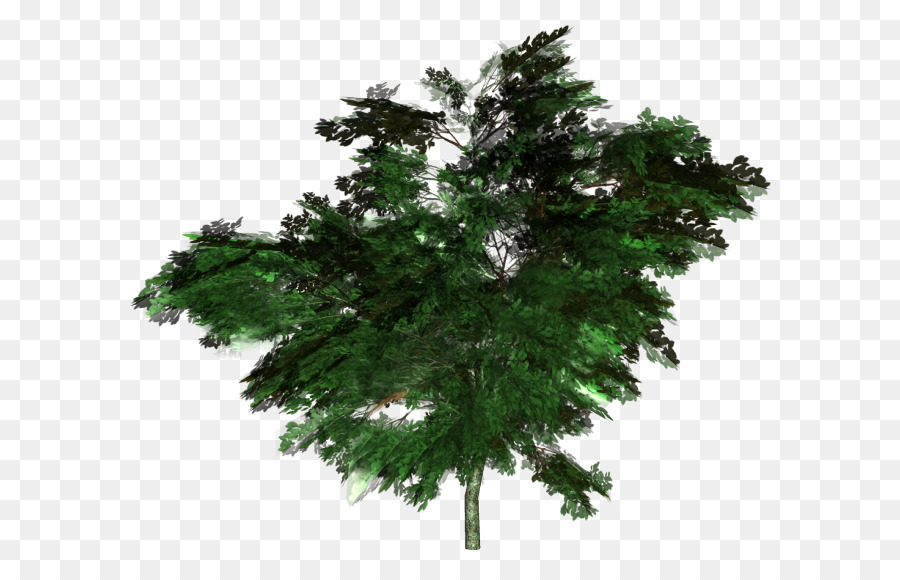 sapin arbre la foret png sapin arbre la foret transparentes png gratuit sapin arbre la foret png sapin
