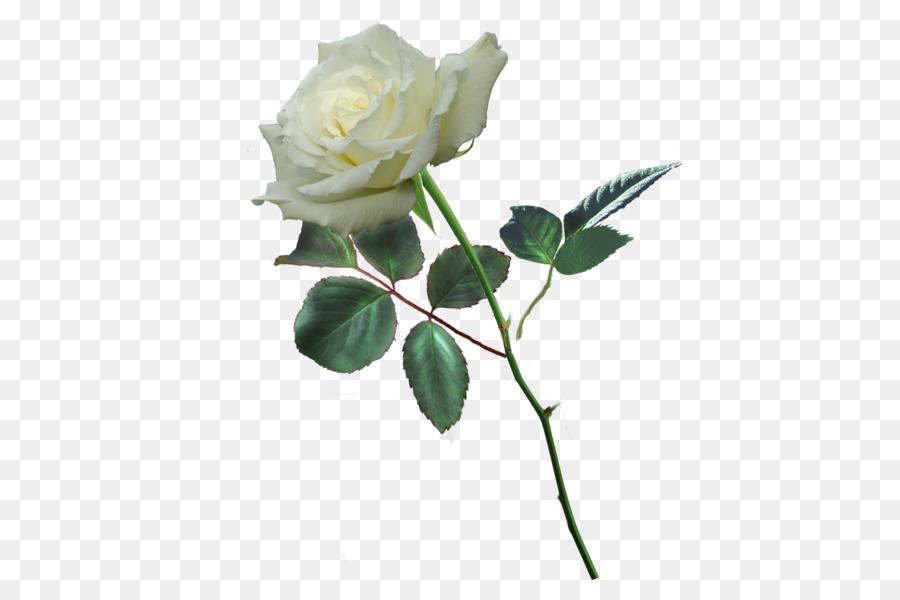 Rose Blanche，Floraison PNG