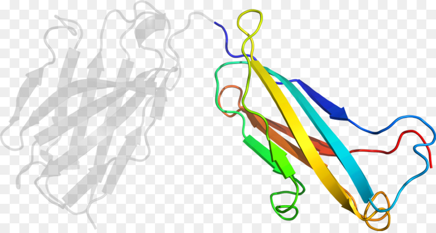 Structure Des Protéines，Molécule PNG